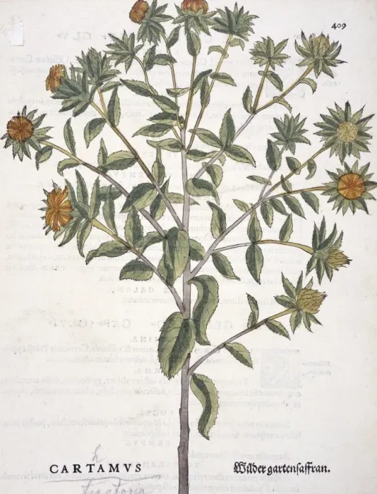 Framed Print : Carthamus tinctorius, safflower Framed Print : Carthamus tinctorius, safflower