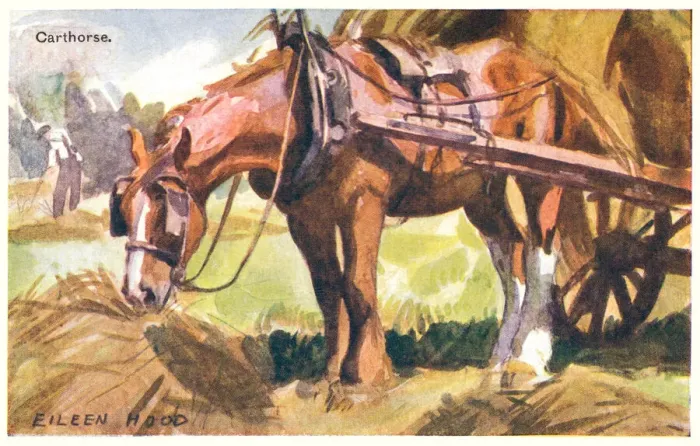 Framed Print : Carthorse in harness eating hay. Artist: Eileen Hood. Date: circa 1920 Framed Print : Carthorse in harness eating hay. Artist: Eileen Hood. Date: circa 1920