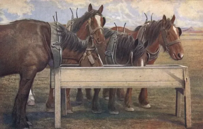 Framed Print : Four carthorses drinking at a trough Framed Print : Four carthorses drinking at a trough