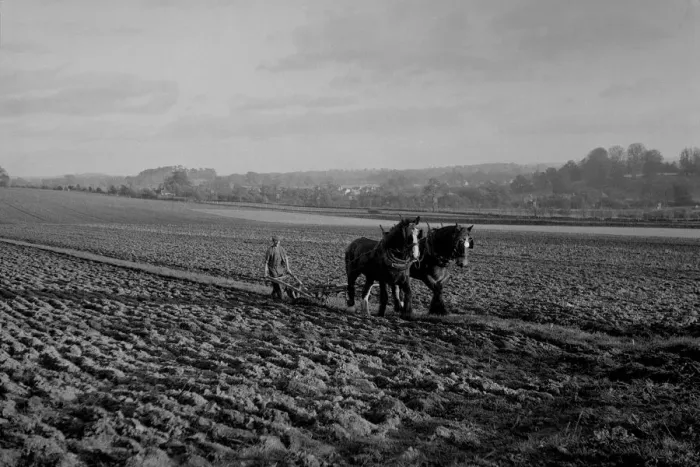 Framed Print : Carthorses ploughing a field, Sussex Framed Print : Carthorses ploughing a field, Sussex