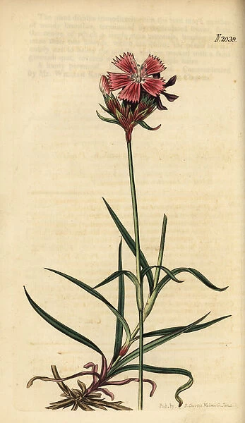 Carthusian pink, Dianthus carthusianorum