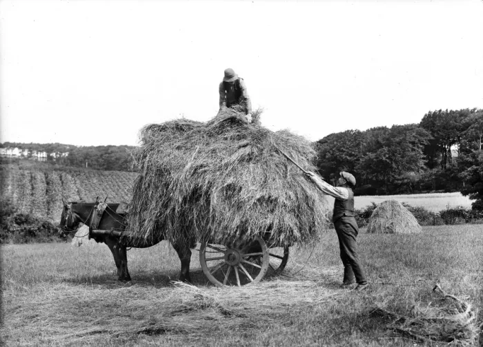 Framed Print : Carting Hay Framed Print : Carting Hay