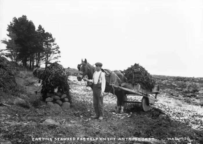 Framed Print : Carting Seaweed for Kelp on the Antrim Coast Framed Print : Carting Seaweed for Kelp on the Antrim Coast