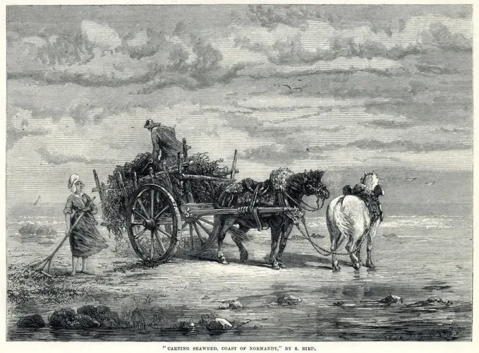 Framed Print : Carting seaweed in Normandy 1872 Framed Print : Carting seaweed in Normandy 1872