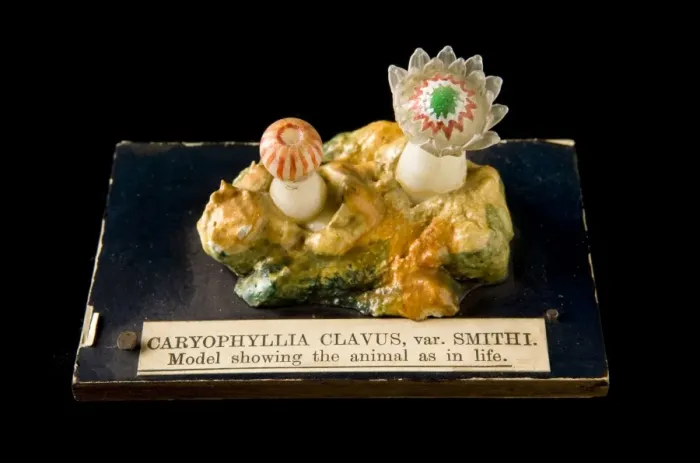 Framed Print : Caryophyllia clavus, sea anemone Framed Print : Caryophyllia clavus, sea anemone