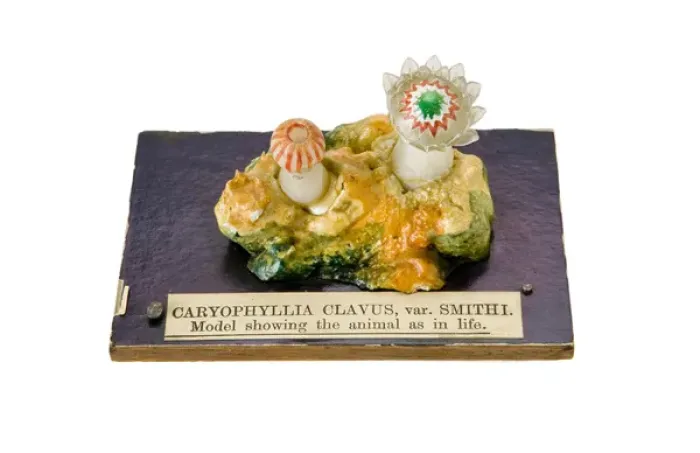 Framed Print : Caryophyllia clavus, sea anemone Framed Print : Caryophyllia clavus, sea anemone