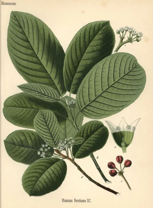 Framed Print : Cascara buckthorn or bearberry, Frangula purshiana Framed Print : Cascara buckthorn or bearberry, Frangula purshiana