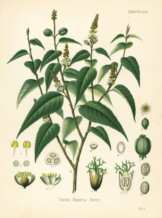 Framed Print : Cascarilla, Croton eluteria Framed Print : Cascarilla, Croton eluteria