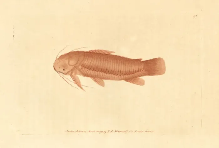 Framed Print : Cascarudo fish, Callichthys callichthys Framed Print : Cascarudo fish, Callichthys callichthys