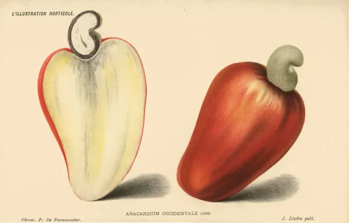 Framed Print : Cashew nut, Anacardium occidentale Framed Print : Cashew nut, Anacardium occidentale