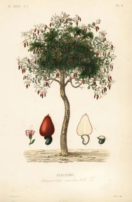 Framed Print : Cashew tree or cashew nut tree, Anacardium occidentale Framed Print : Cashew tree or cashew nut tree, Anacardium occidentale