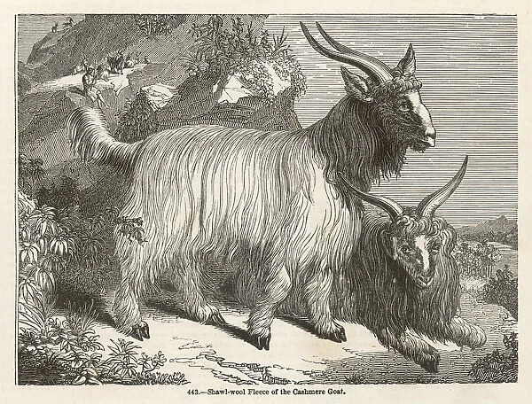 Cashmere Goat. The Cashmere or down goat, from which the luxurious fiber is produced