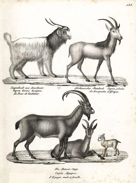 Cashmere goat, walia ibex and bezoar ibex