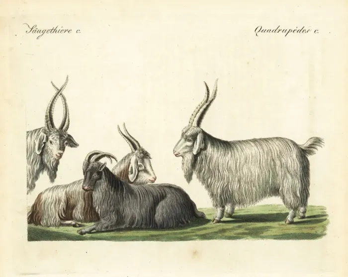Framed Print : Cashmere goats and sheep Framed Print : Cashmere goats and sheep