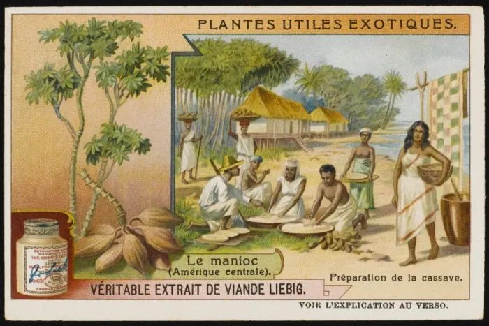 Framed Print : Cassava / Manioc Framed Print : Cassava / Manioc