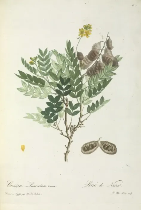Framed Print : Cassia Lanceolatat Framed Print : Cassia Lanceolatat