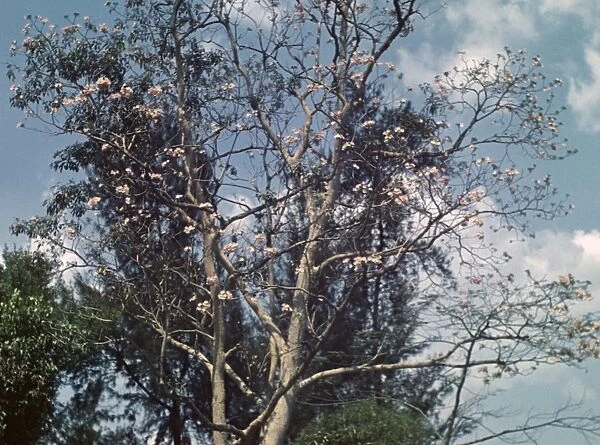 Cassia tree - Rangoon