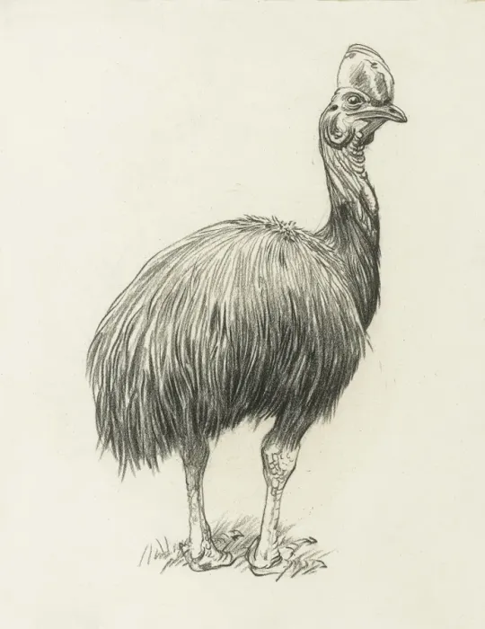 Framed Print : Cassowary Framed Print : Cassowary