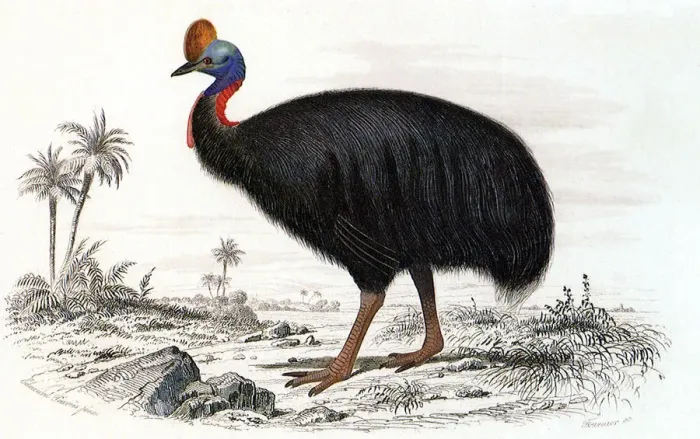 Framed Print : Cassowary (Casarius galeatus) Date: 1845 Framed Print : Cassowary (Casarius galeatus) Date: 1845