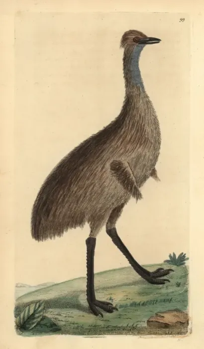 Framed Print : Cassowary, Casuarius australis (Emu, Dromaius Framed Print : Cassowary, Casuarius australis (Emu, Dromaius
