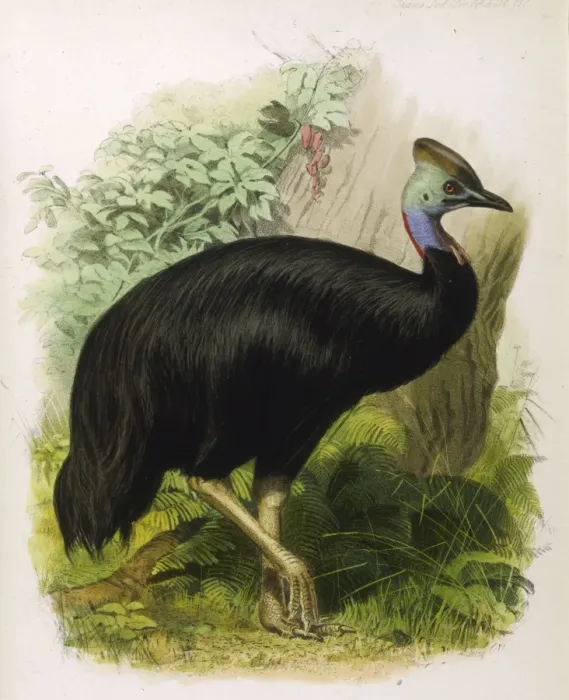 Framed Print : Cassowary (Galeatus) Framed Print : Cassowary (Galeatus)