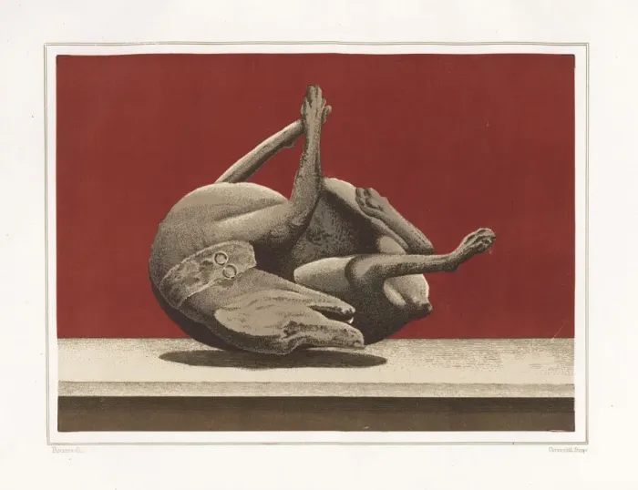 Framed Print : Cast of a dead dog from the House of Vesonius Framed Print : Cast of a dead dog from the House of Vesonius