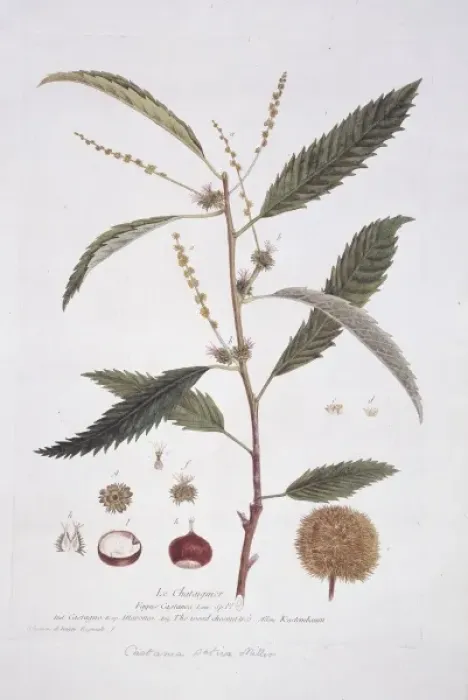 Framed Print : Castanea, chestnut Framed Print : Castanea, chestnut