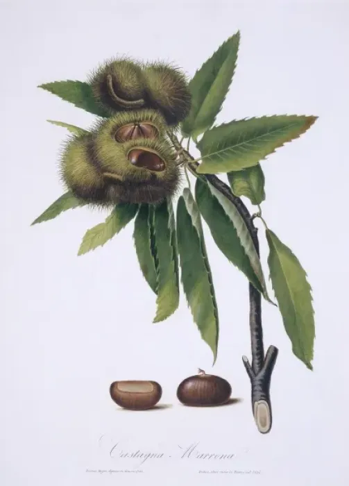 Framed Print : Castanea sativa, sweet chestnut tree Framed Print : Castanea sativa, sweet chestnut tree