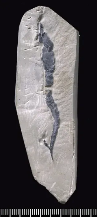 Framed Print : Castericystis vali, a fossil Carpoid