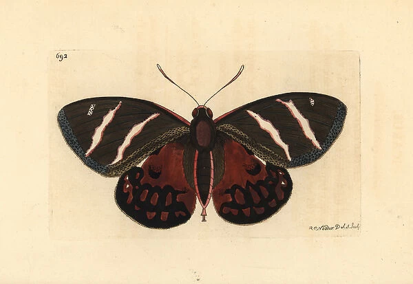 Castnia invaria moth, Castnia invaria