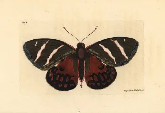 Framed Print : Castnia invaria moth, Castnia invaria Framed Print : Castnia invaria moth, Castnia invaria