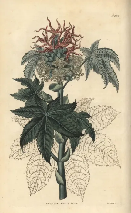Framed Print : Castor oil plant, Ricinus communis Framed Print : Castor oil plant, Ricinus communis