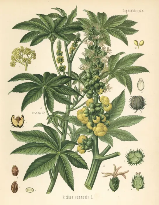 Framed Print : Castor oil plant, Ricinus communis Framed Print : Castor oil plant, Ricinus communis