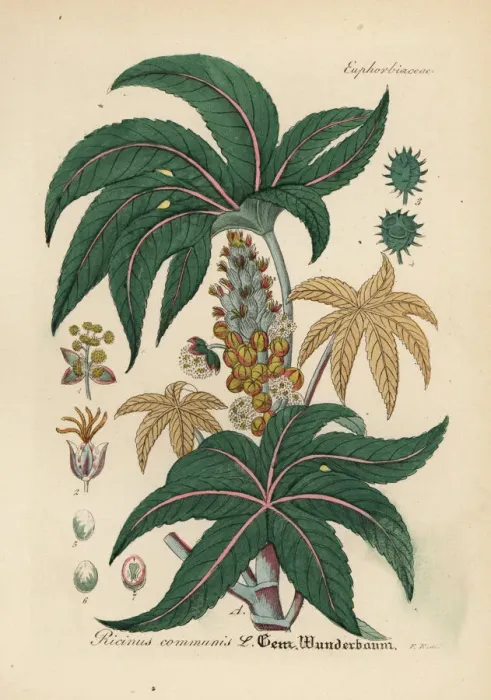 Framed Print : Castorbean or castor-oil plant, Ricinus communis Framed Print : Castorbean or castor-oil plant, Ricinus communis