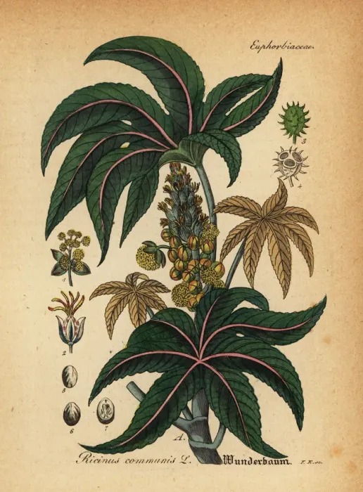 Framed Print : Castorbean or castor-oil-plant, Ricinus communis Framed Print : Castorbean or castor-oil-plant, Ricinus communis