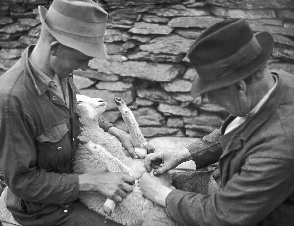 Castrating a lamb on a Welsh farm