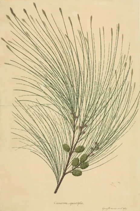 Framed Print : Casuarina equisetifolia, beach sheoak Framed Print : Casuarina equisetifolia, beach sheoak