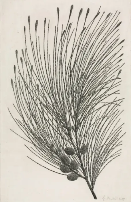 Framed Print : Casuarina equisetifolia, beach sheoak Framed Print : Casuarina equisetifolia, beach sheoak