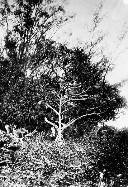 Casuarina sp. ironwood tree and Pandanus sp. screw pine tr