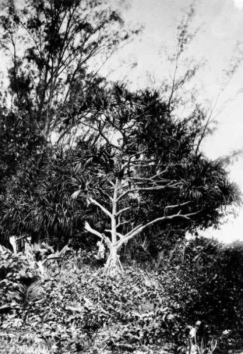 Framed Print : Casuarina sp. ironwood tree and Pandanus sp. screw pine tr Framed Print : Casuarina sp. ironwood tree and Pandanus sp. screw pine tr