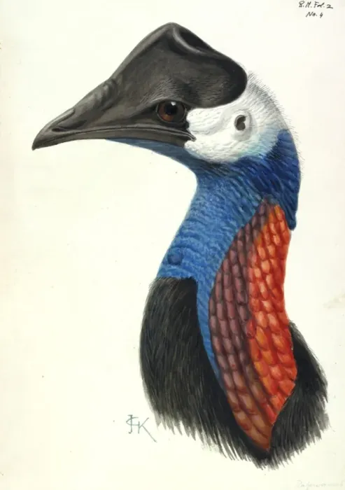 Framed Print : Casuarius bennetti, dwarf cassowary Framed Print : Casuarius bennetti, dwarf cassowary
