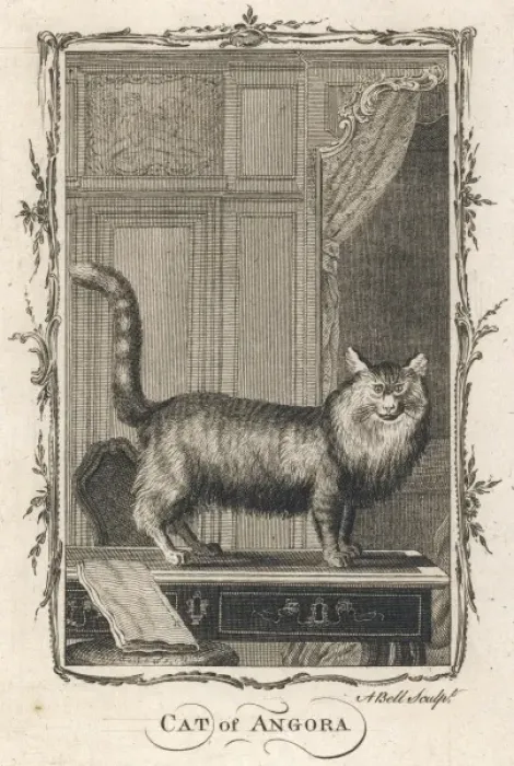 Framed Print : Cat of Angora Framed Print : Cat of Angora