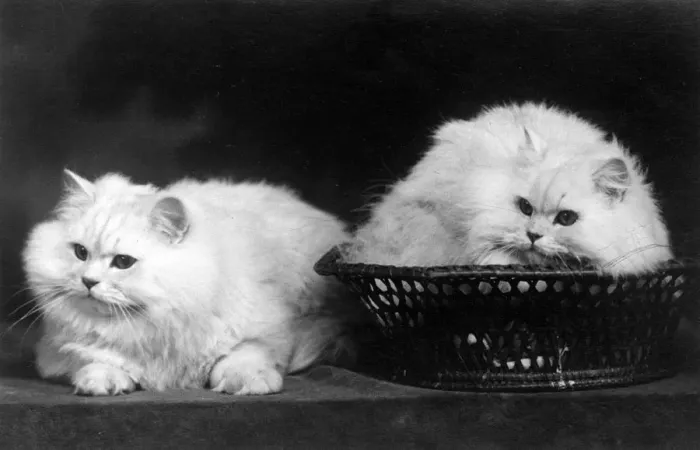 Framed Print : CAT IN BASKET Framed Print : CAT IN BASKET