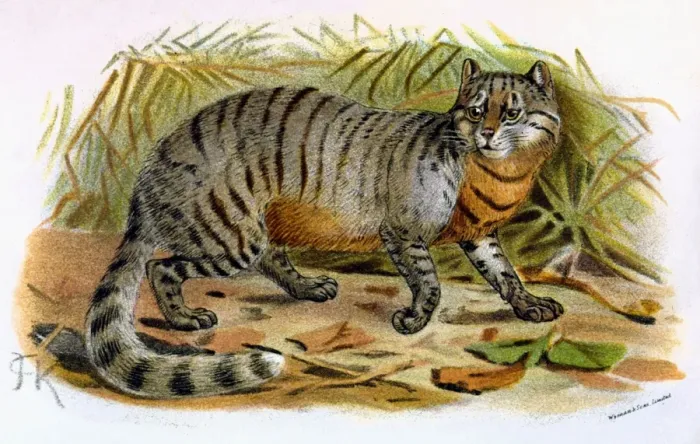 Framed Print : Cat / Caffre C1860 Framed Print : Cat / Caffre C1860