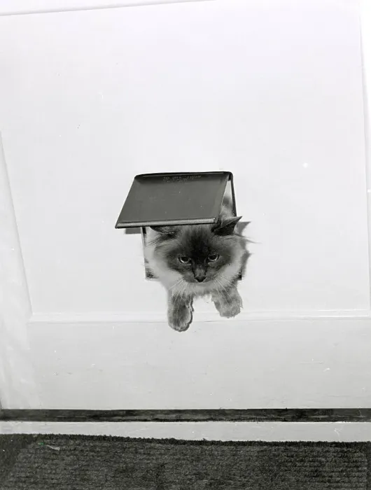 Framed Print : The cat came through the flap Date: 1970s Framed Print : The cat came through the flap Date: 1970s