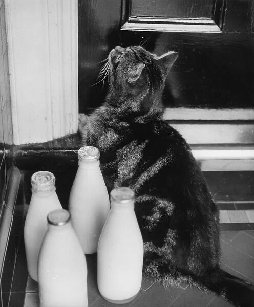 Cat on doorstep with four pints of milk