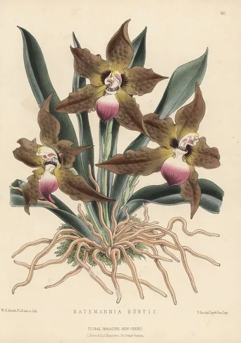 Framed Print : Cat-face orchid, Huntleya burtii Framed Print : Cat-face orchid, Huntleya burtii