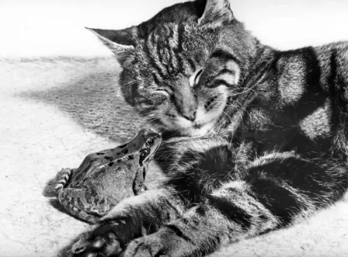 Framed Print : Cat and Frog Framed Print : Cat and Frog