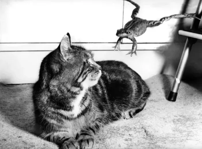 Framed Print : Cat and Frog Framed Print : Cat and Frog