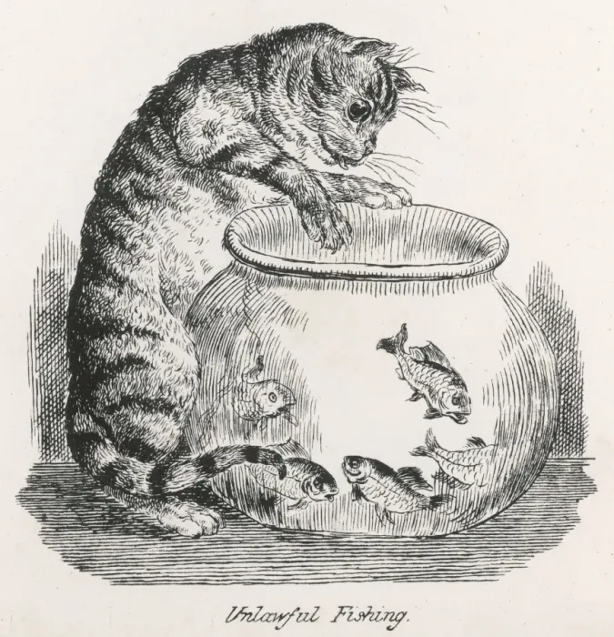 Framed Print : Cat and Goldfish Framed Print : Cat and Goldfish